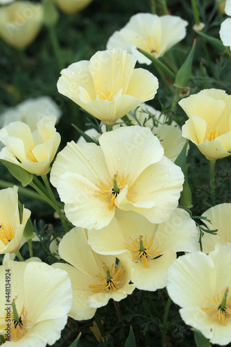 Creamy white and yellow delicate flowers of Eschscholzia californica ‘Alba’ or ' White California Poppy” photo