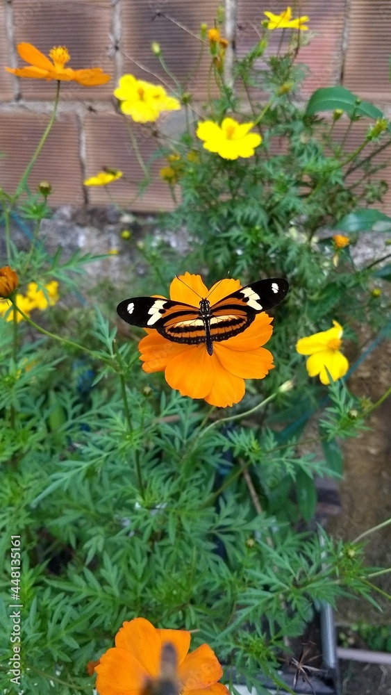 Borboleta Borboleta