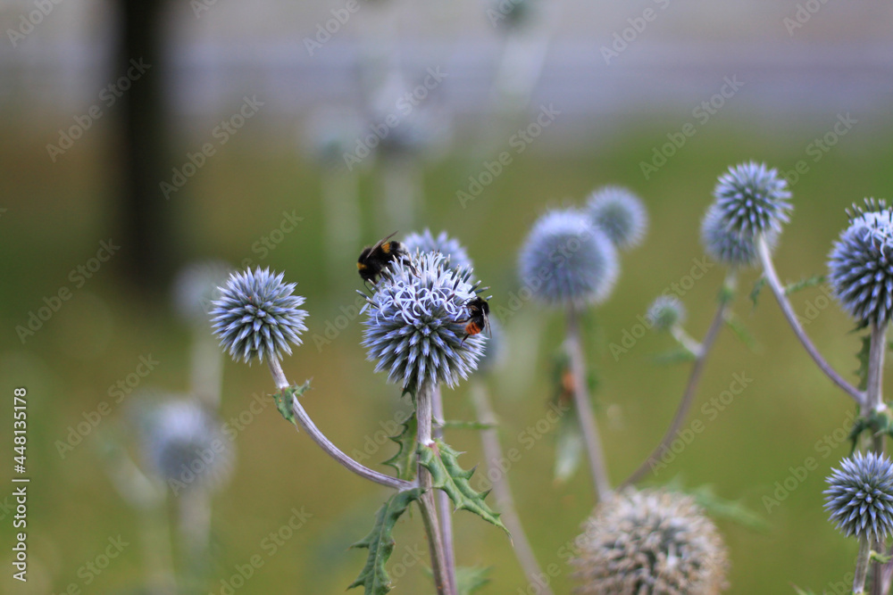 flower in bloom and bumblebee flower in bloom and bumblebee