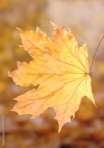 Dry Autumn Maple Leaf Yellow