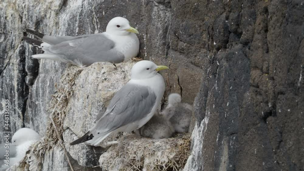 Kittiwakes (Rissa tridactyla) nesting on a cliff face on the Isle of May, Scotland Kittiwakes (Rissa tridactyla) nesting on a cliff face on the Isle of May, Scotland