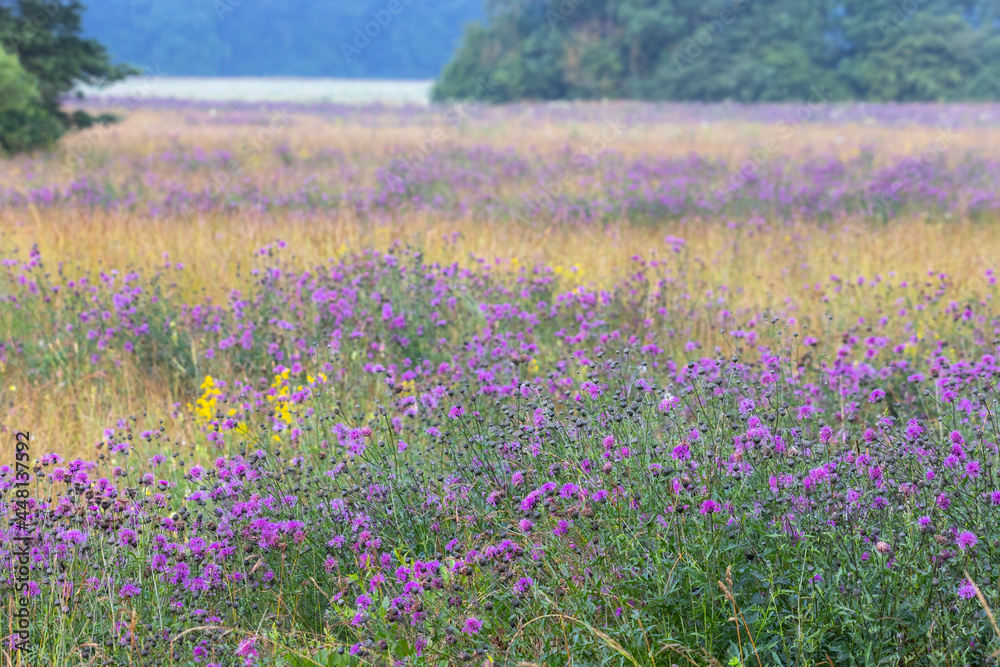 Natural meadow with thistle plants in front of a forest edge Natural meadow with thistle plants in front of a forest edge
