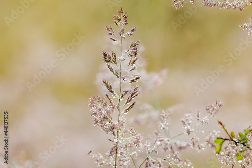 Grass blossoms with dewdrops glisten in the sunlight