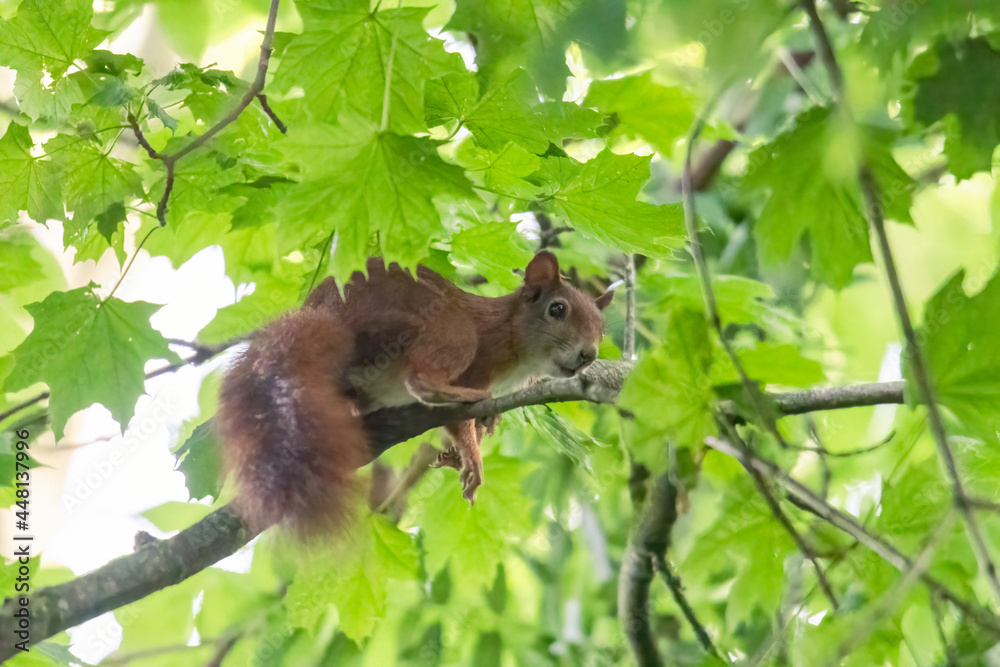 A squirrel sits between green leaves on a branch A squirrel sits between green leaves on a branch