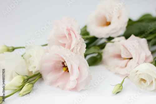 Bouquet of eustoma. Eustoma flowers isolated on white background © Olha Kapusniak