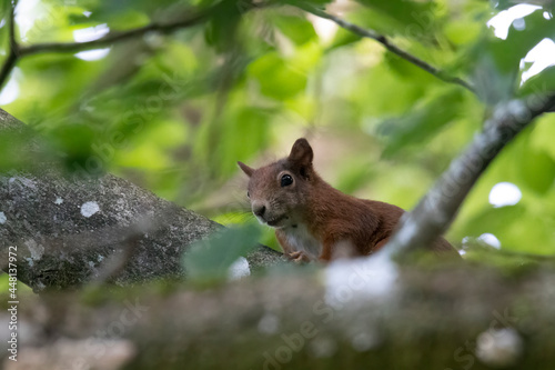 A squirrel sits between green leaves on a branch © were