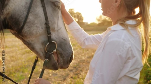 A beautiful woman loves her gray horse. A field at sunset, an active lifestyle outdoor. Happiness, smiles, laughter. Animal and people are friendship. gives sugar food on the open palm