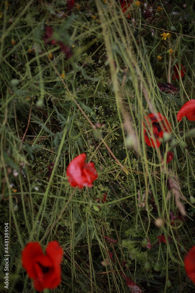 close-up flowers poppies dotted on a large field close-up flowers poppies dotted on a large field