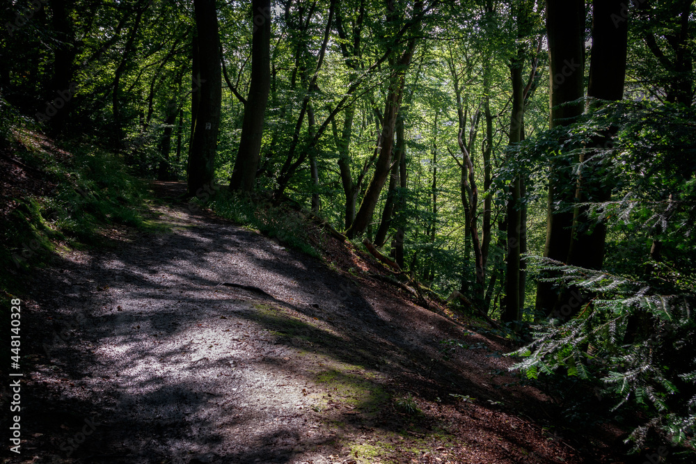 Obraz premium path in the forest