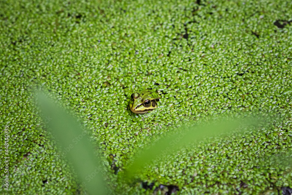 The frog is hiding in the pond - obrazy, fototapety, plakaty 