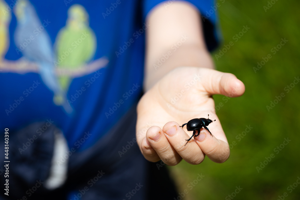 Obraz premium Beetle on the boy's hand