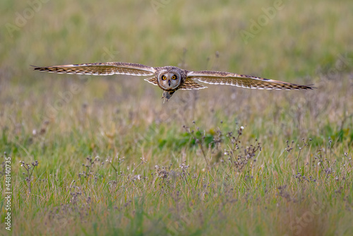 Short-eared owl (Asio flammeus) flying low over field with vole in talons photo
