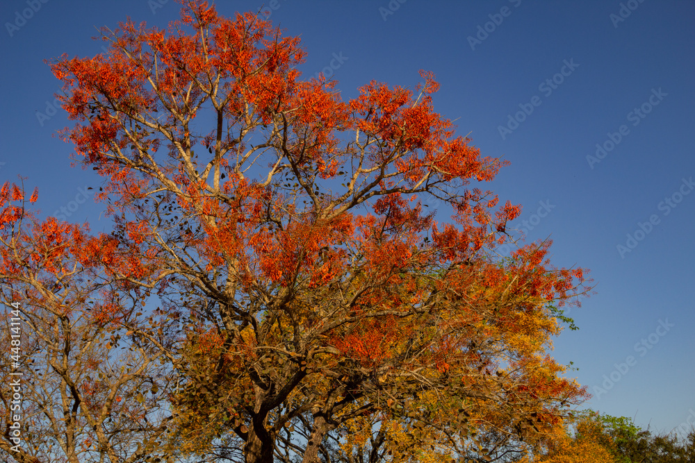 Duas árvores floridas com o céu azul ao fundo. Mulungu - Erythrina mulungu e Feijão cru- Platymiscium pubescens. Duas árvores floridas com o céu azul ao fundo. Mulungu - Erythrina mulungu e Feijão cru- Platymiscium pubescens.