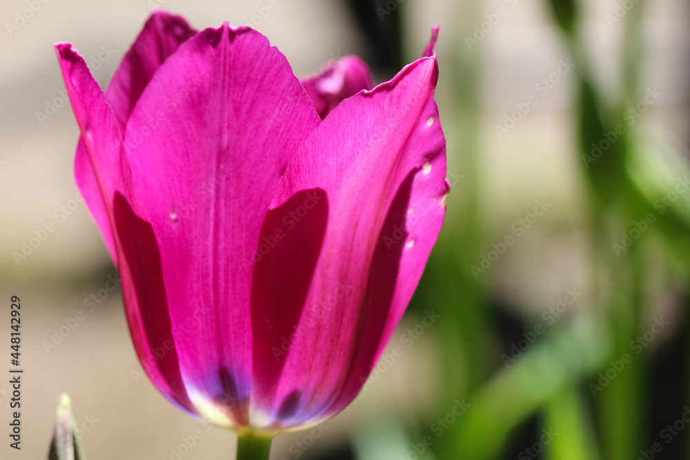 Close-up of a dark pink tulip in the counter light on a blurry green garden background