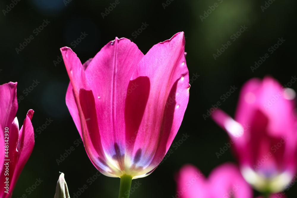 Close-up of a dark pink tulip in the counter light on a blurry dark garden background