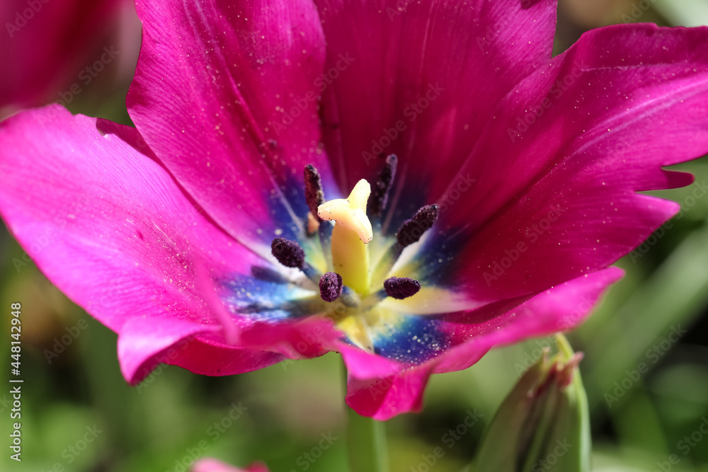 Close-up of a fully opened dark pink tulip in garden
