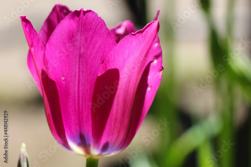 Close-up of a dark pink tulip in the counter light on a blurry green garden background