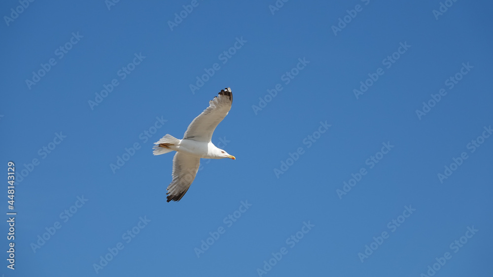 close up of a big seagull flying in the blue sky close up of a big seagull flying in the blue sky