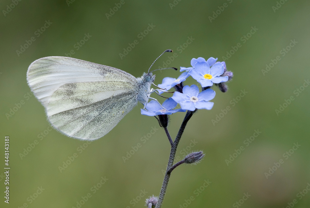 Naklejka premium Wood white 