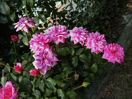 pink roses in the plant