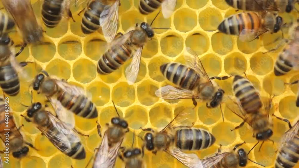 Active work of bees during honey collection.
Inside the hive, the bees create a honeycomb of wax and convert the nectar into honey.
Active work of bees during honey collection.
Inside the hive, the bees create a honeycomb of wax and convert the nectar into honey.
