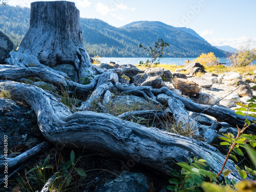 Stump of a logged tree on the shores of Lake Wenatchee - Washington state, USA