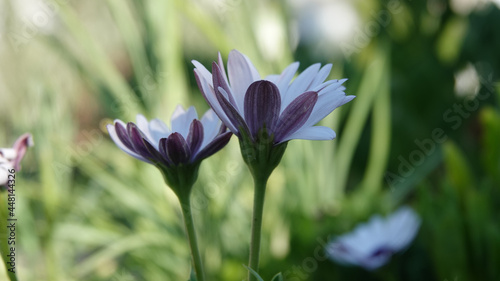 white and purple flowers in the garden, wedding flowers, spring flower