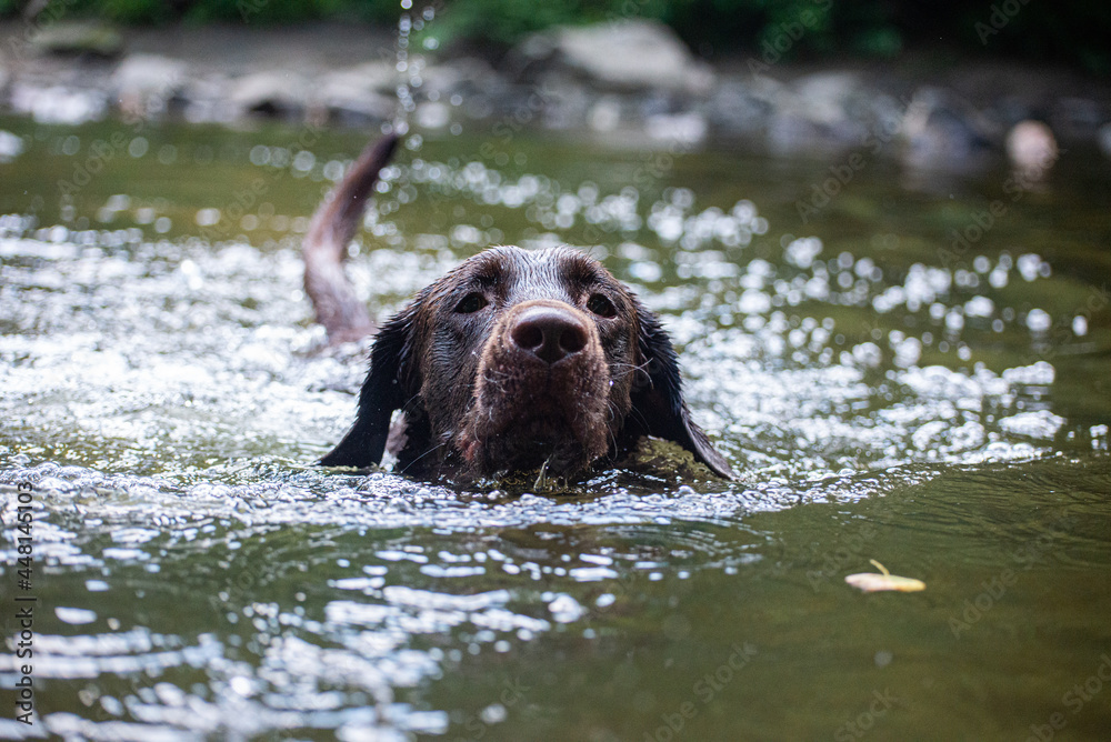 Chocolate Lab swimming in Water Chocolate Lab swimming in Water