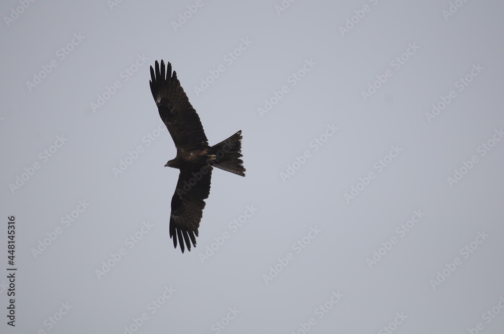 Fototapeta premium bird of prey