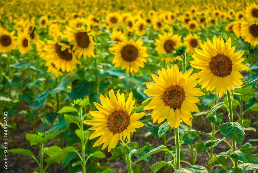 Sunflowers in Pa.