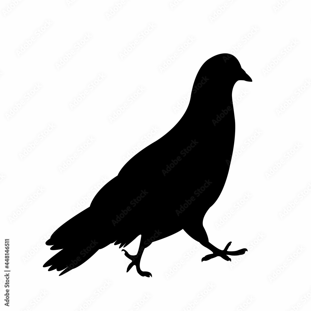 Obraz premium a pigeon body silhouette vector