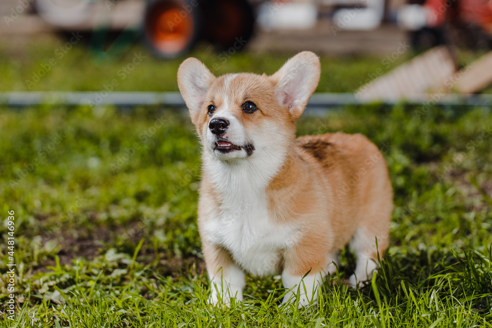 corgi puppies on a sunny day