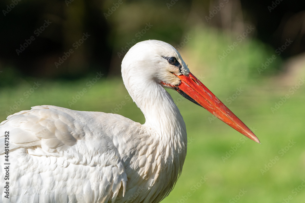 Fototapeta premium Ein Storch geht spazieren 