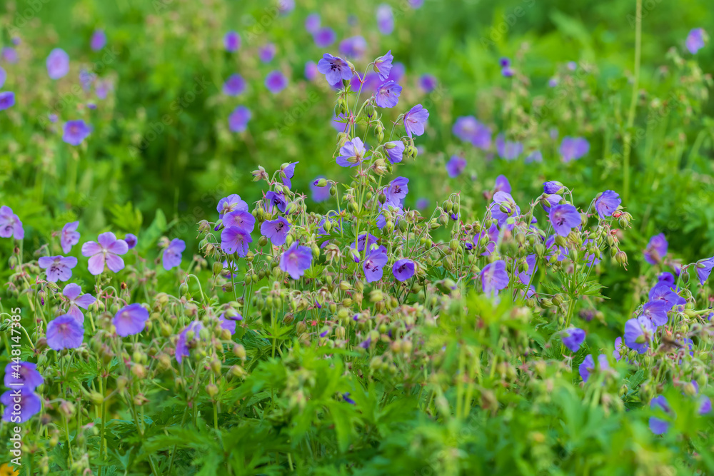 Beautiful meadow blue bell flower. The background is green.