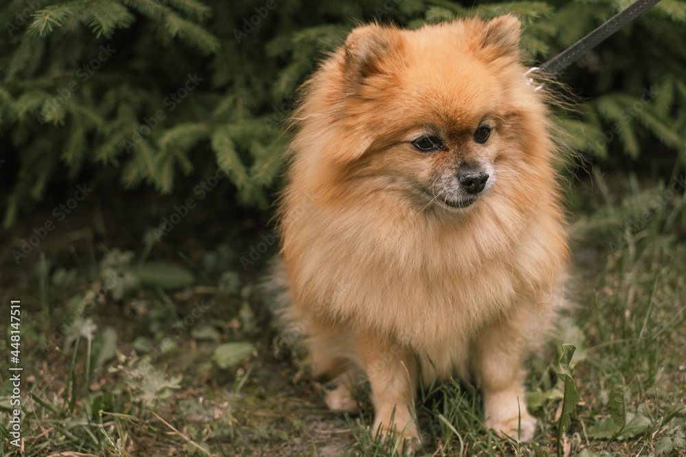 The Pomeranian spitz is sitting in the forest near the fir tree