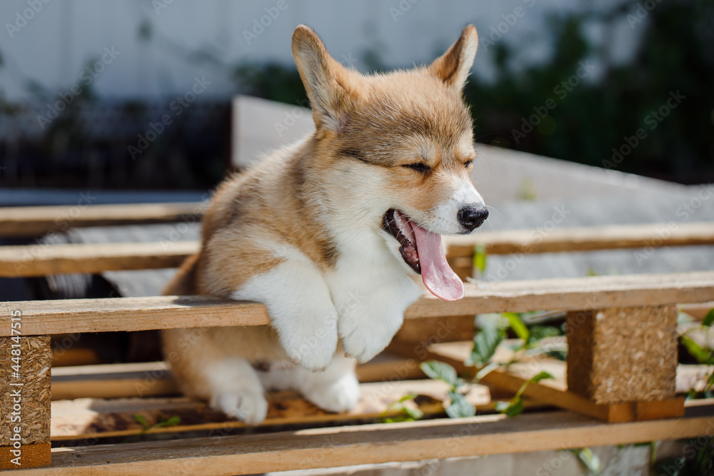 corgi puppies on a sunny day