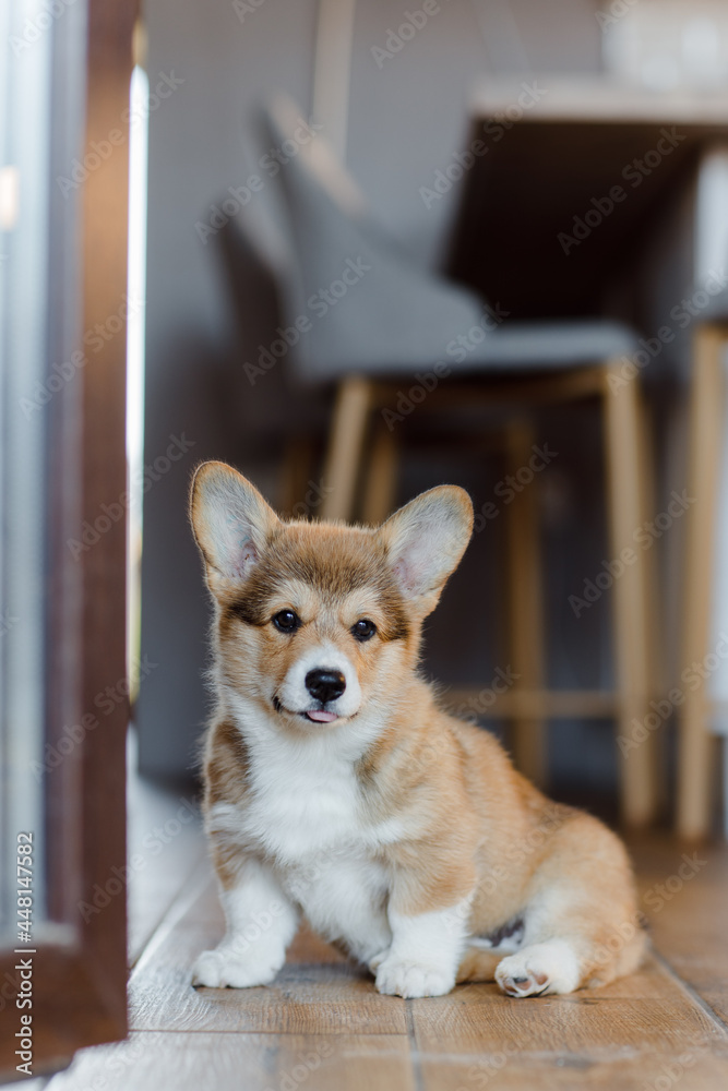 corgi puppies on a sunny day