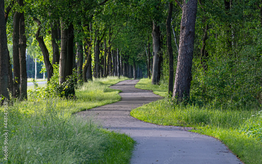 Radweg bei Schneverdingen in der Lüneburger Heide