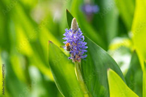 Close up of a bee pollinating flowers on a pickerel weed (pontederia cordata) plant photo