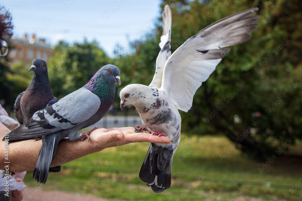 Fototapeta premium Pigeons eat with their hands in St. Petersburg