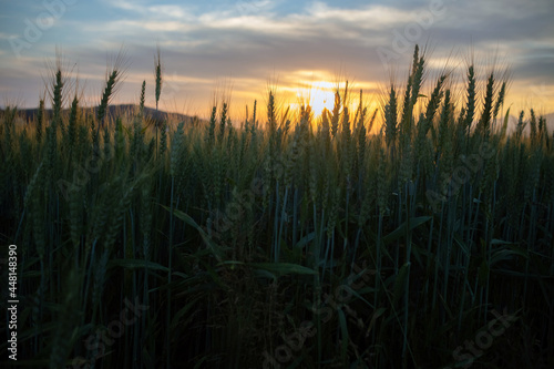 Grain-bearing parts of the green wheat, swaying in the breeze on sunset
