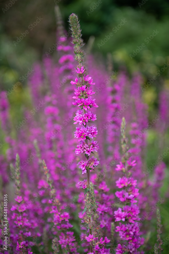 Fototapeta premium Close up of purple loosestrife (lythrum salicaria) flowers in bloom
