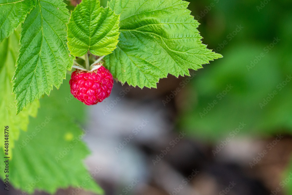 Red raspberry on branch, ripe and ready to be picked. Picking berries, gardening, summer joys. Growing organic berries in your garden. Red raspberry on branch, ripe and ready to be picked. Picking berries, gardening, summer joys. Growing organic berries in your garden.