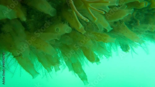 A Forest of Sea Vase Sea Squirts in a Harbour in Dublin photo