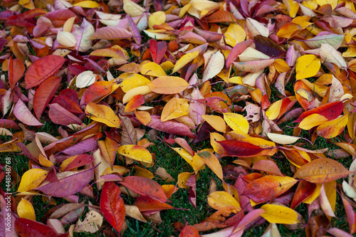Autumn background of bright autumn leaves that have fallen to the ground, a top view of yellow, red, orange and gold leaves on the green grass of the lawn.  © Юля Бурмистрова