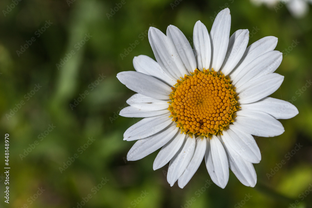 Allassac (Corrèze, France) - Pâquerette Allassac (Corrèze, France) - Pâquerette