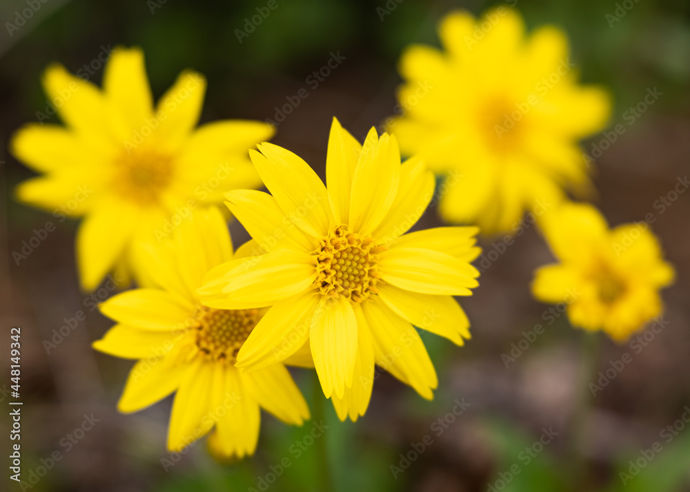 Yellow Daisy Bellis perennis in Bloom