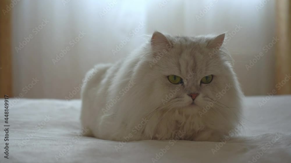 Cute domestic persian silver chinchilla is lying on bed in room and resting. Cat looking at camera and on sides. Concept of happy adorable pets and staying at home. Lazy animals chilling. Cute domestic persian silver chinchilla is lying on bed in room and resting. Cat looking at camera and on sides. Concept of happy adorable pets and staying at home. Lazy animals chilling.