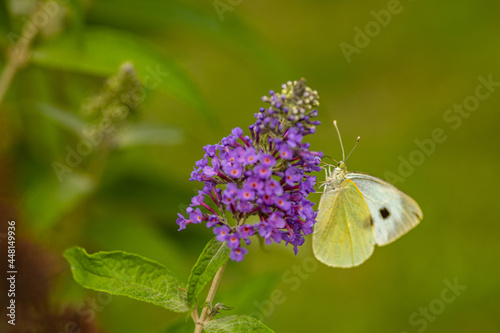 purple flower and butterfly