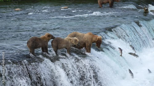 Brown Bear (#128 Grazer) with her two yearling cubs Catches a Sockeye Salmon at Brooks Falls in Katmai National park, Alaska photo